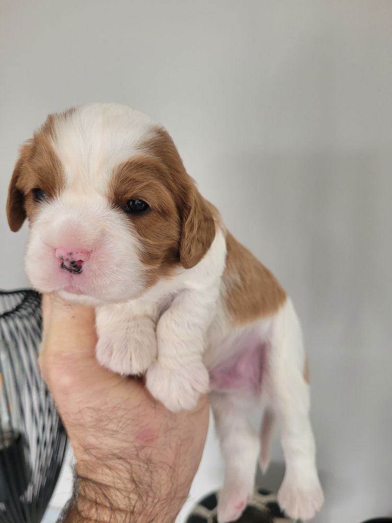 du domaine du grand saule - Chiot disponible  - Cavalier King Charles Spaniel