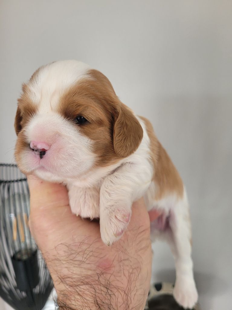 du domaine du grand saule - Chiot disponible  - Cavalier King Charles Spaniel