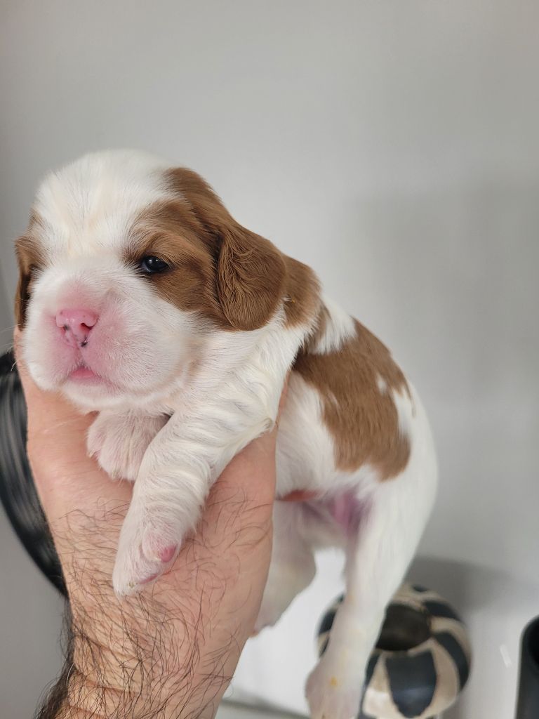 du domaine du grand saule - Chiot disponible  - Cavalier King Charles Spaniel