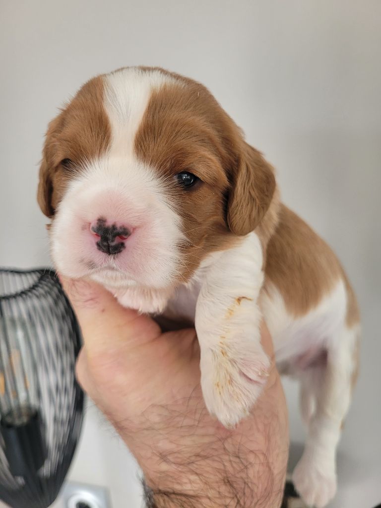 du domaine du grand saule - Chiot disponible  - Cavalier King Charles Spaniel