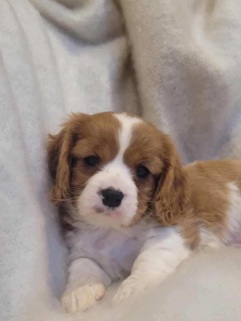 du domaine du grand saule - Chiot disponible  - Cavalier King Charles Spaniel