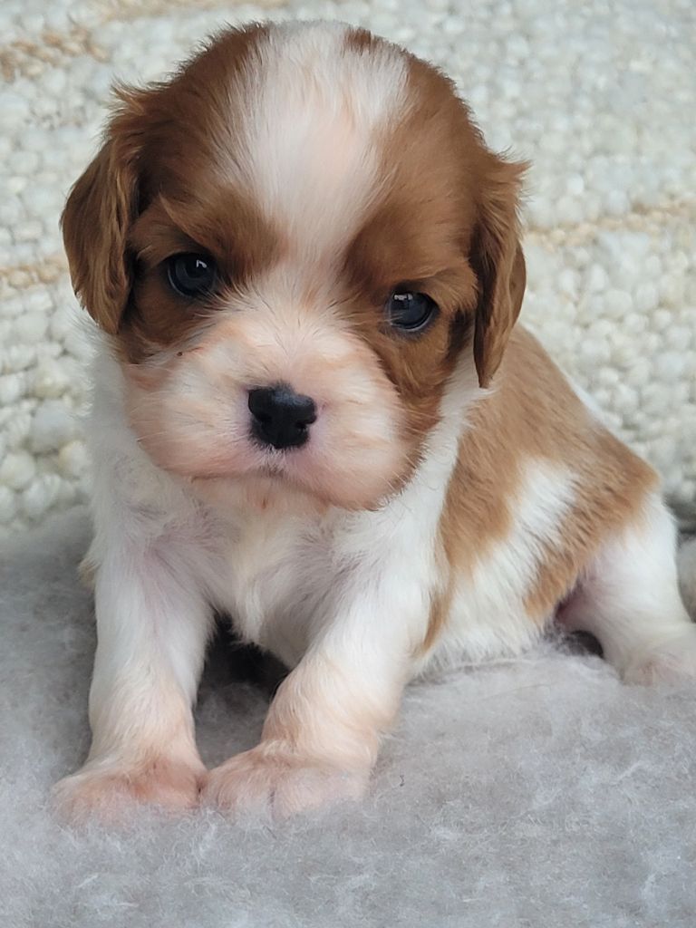 du domaine du grand saule - Chiot disponible  - Cavalier King Charles Spaniel