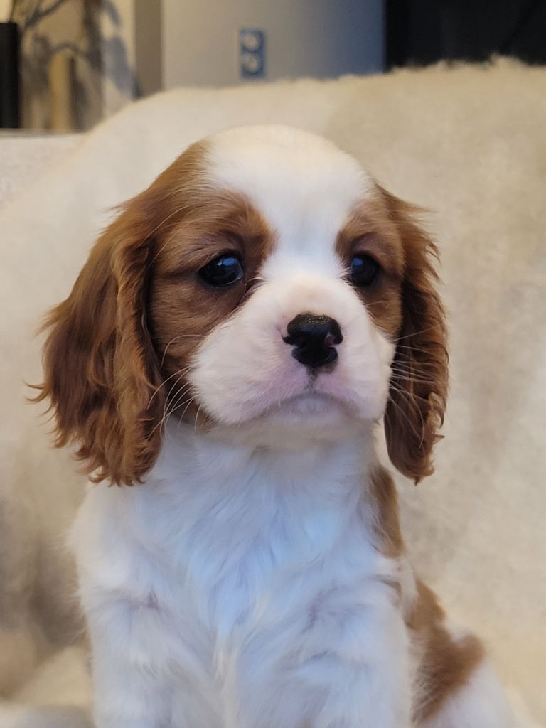 du domaine du grand saule - Chiot disponible  - Cavalier King Charles Spaniel