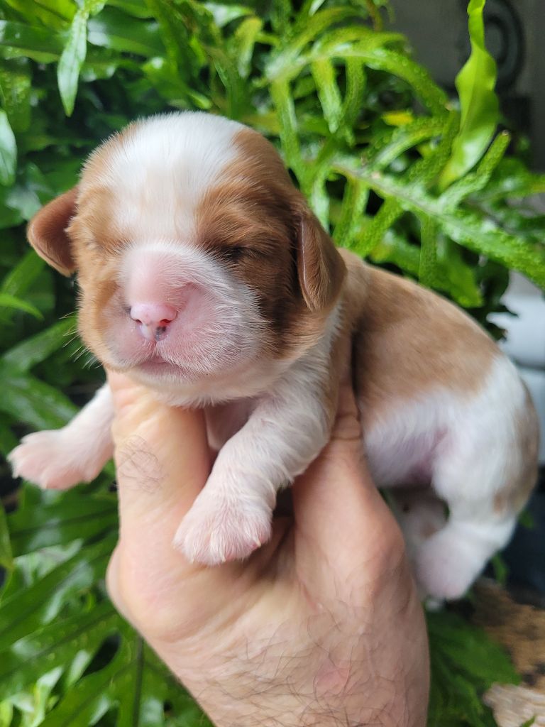 du domaine du grand saule - Chiot disponible  - Cavalier King Charles Spaniel