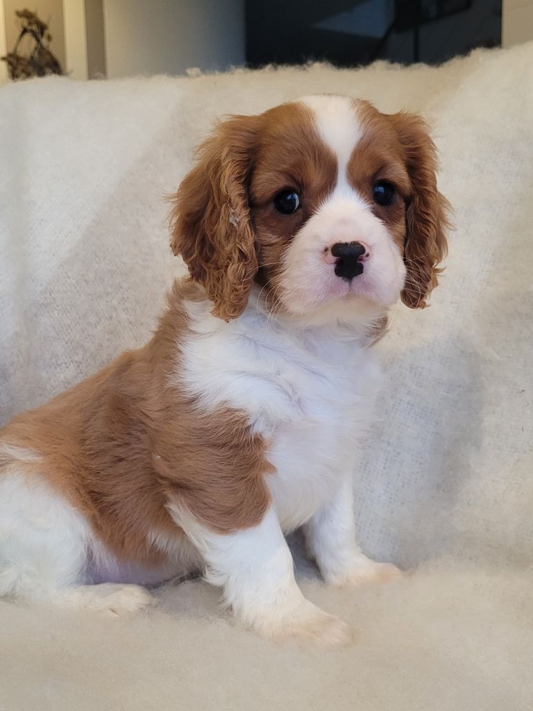 du domaine du grand saule - Chiot disponible  - Cavalier King Charles Spaniel