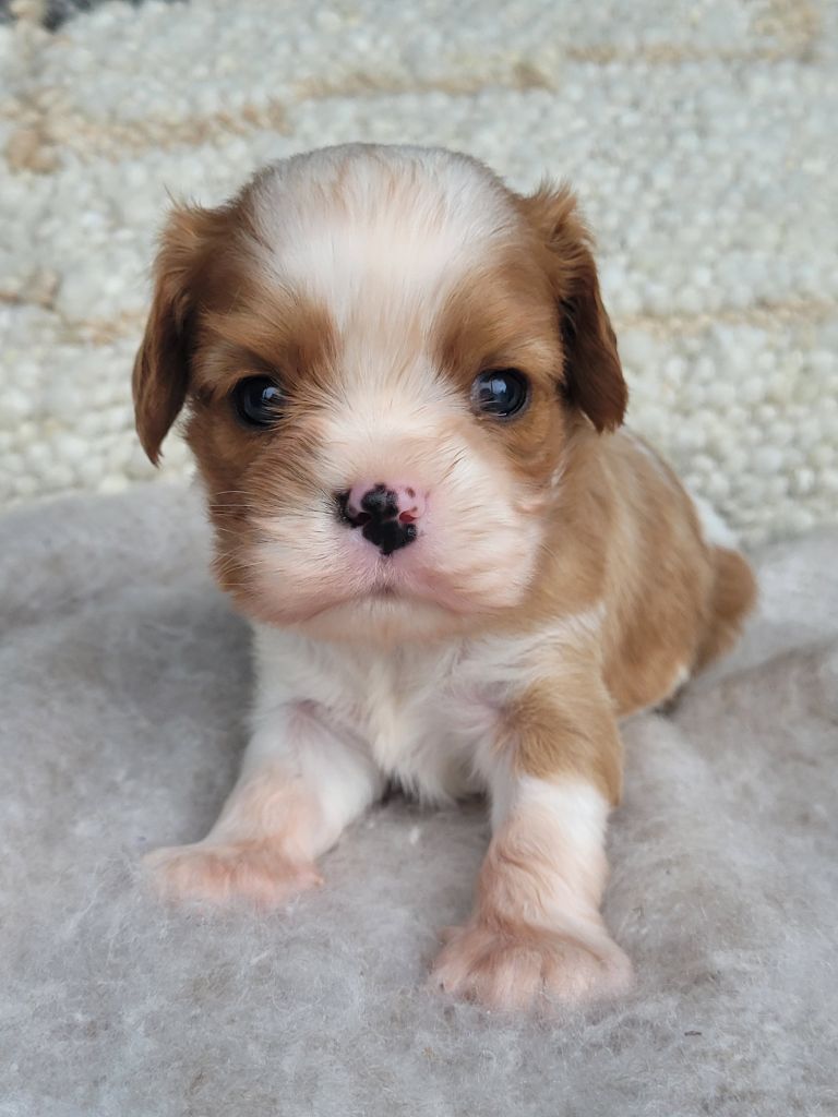 du domaine du grand saule - Chiot disponible  - Cavalier King Charles Spaniel