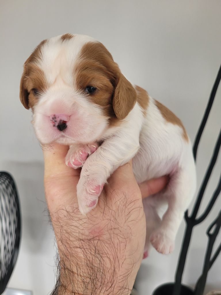 du domaine du grand saule - Chiot disponible  - Cavalier King Charles Spaniel