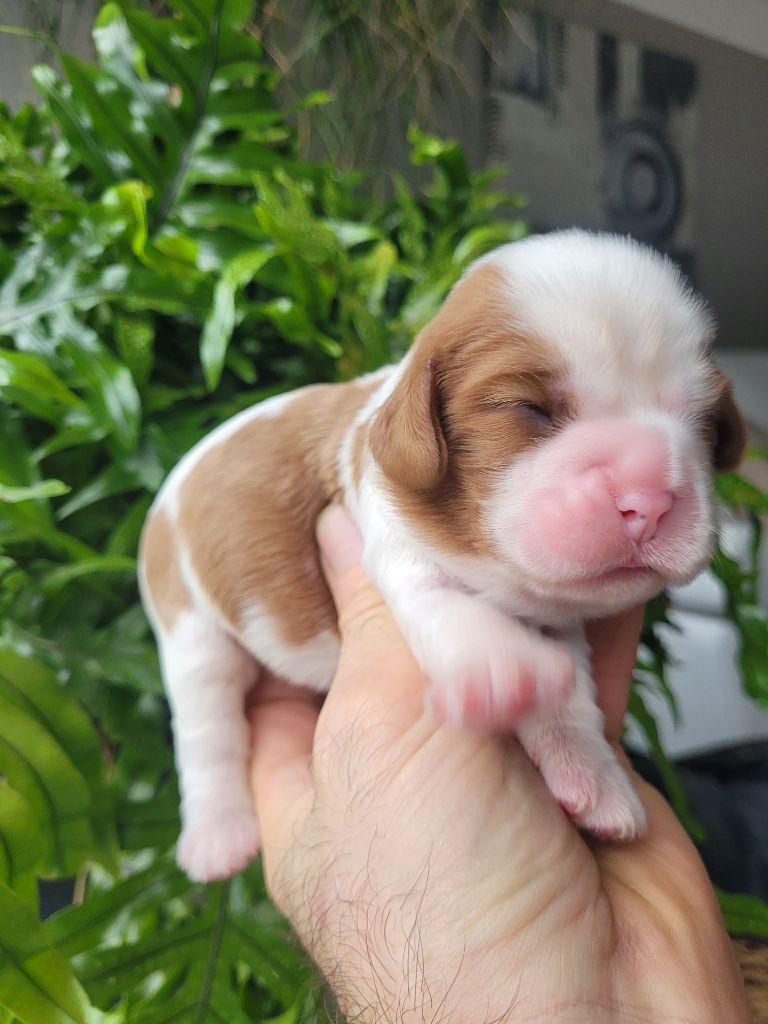 du domaine du grand saule - Chiot disponible  - Cavalier King Charles Spaniel