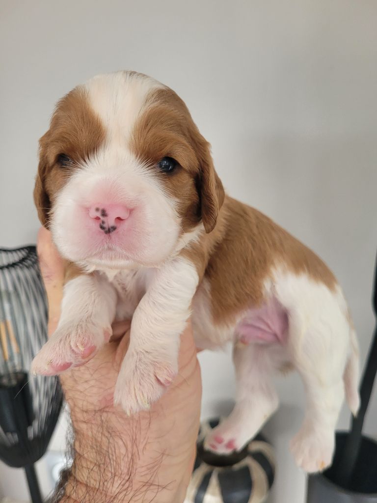 du domaine du grand saule - Chiot disponible  - Cavalier King Charles Spaniel