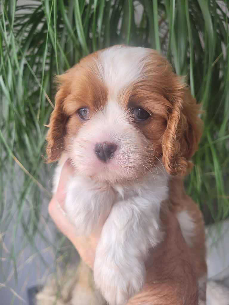 du domaine du grand saule - Chiots disponibles - Cavalier King Charles Spaniel