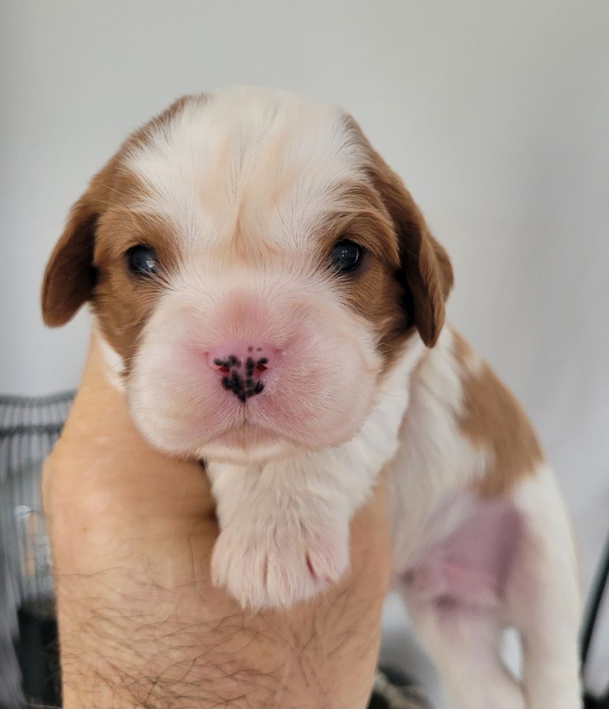 du domaine du grand saule - Chiots disponibles - Cavalier King Charles Spaniel