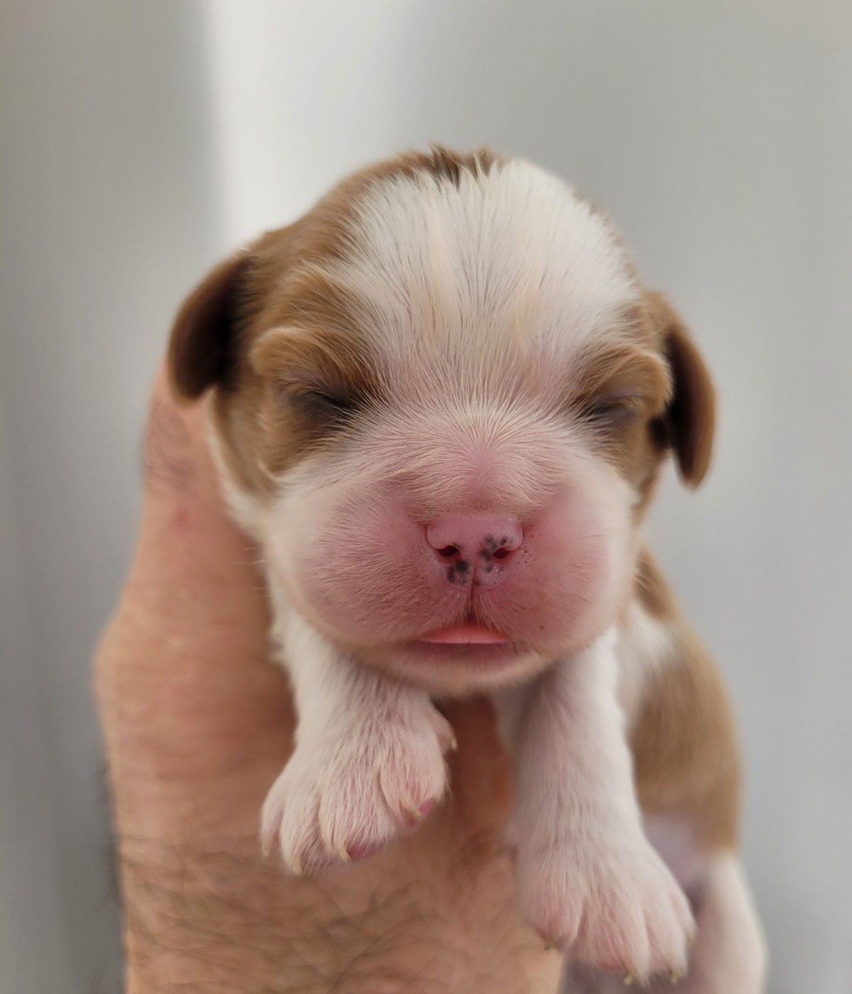 du domaine du grand saule - Chiots disponibles - Cavalier King Charles Spaniel