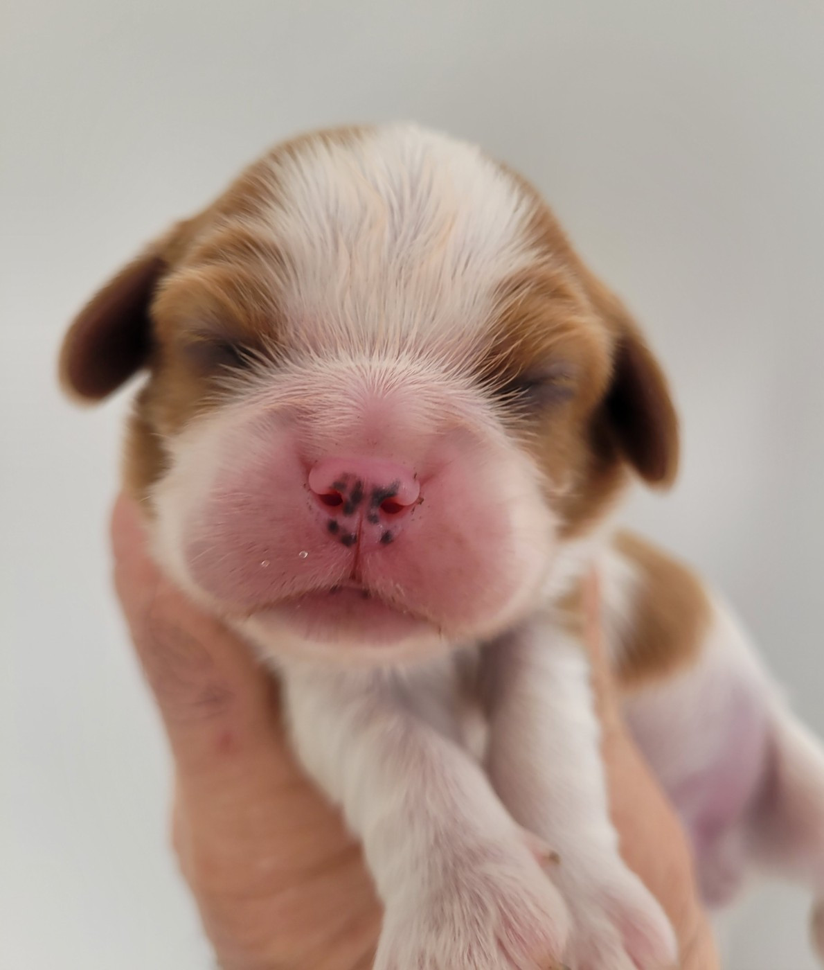 du domaine du grand saule - Chiots disponibles - Cavalier King Charles Spaniel