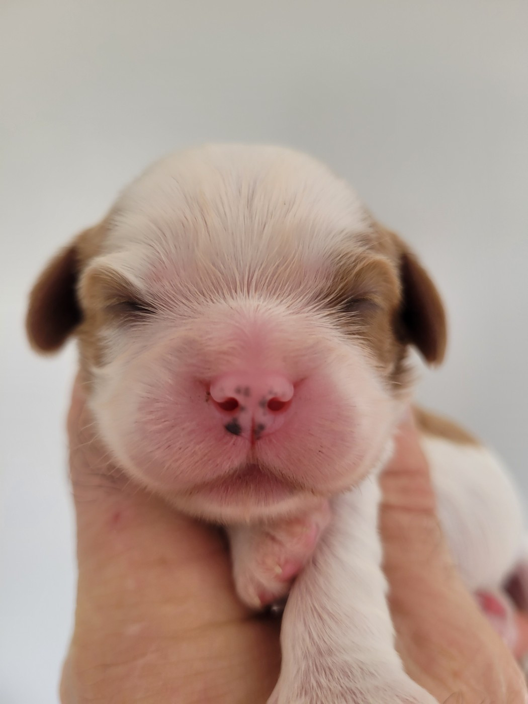 du domaine du grand saule - Chiots disponibles - Cavalier King Charles Spaniel