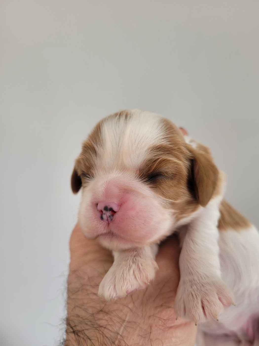 du domaine du grand saule - Chiots disponibles - Cavalier King Charles Spaniel