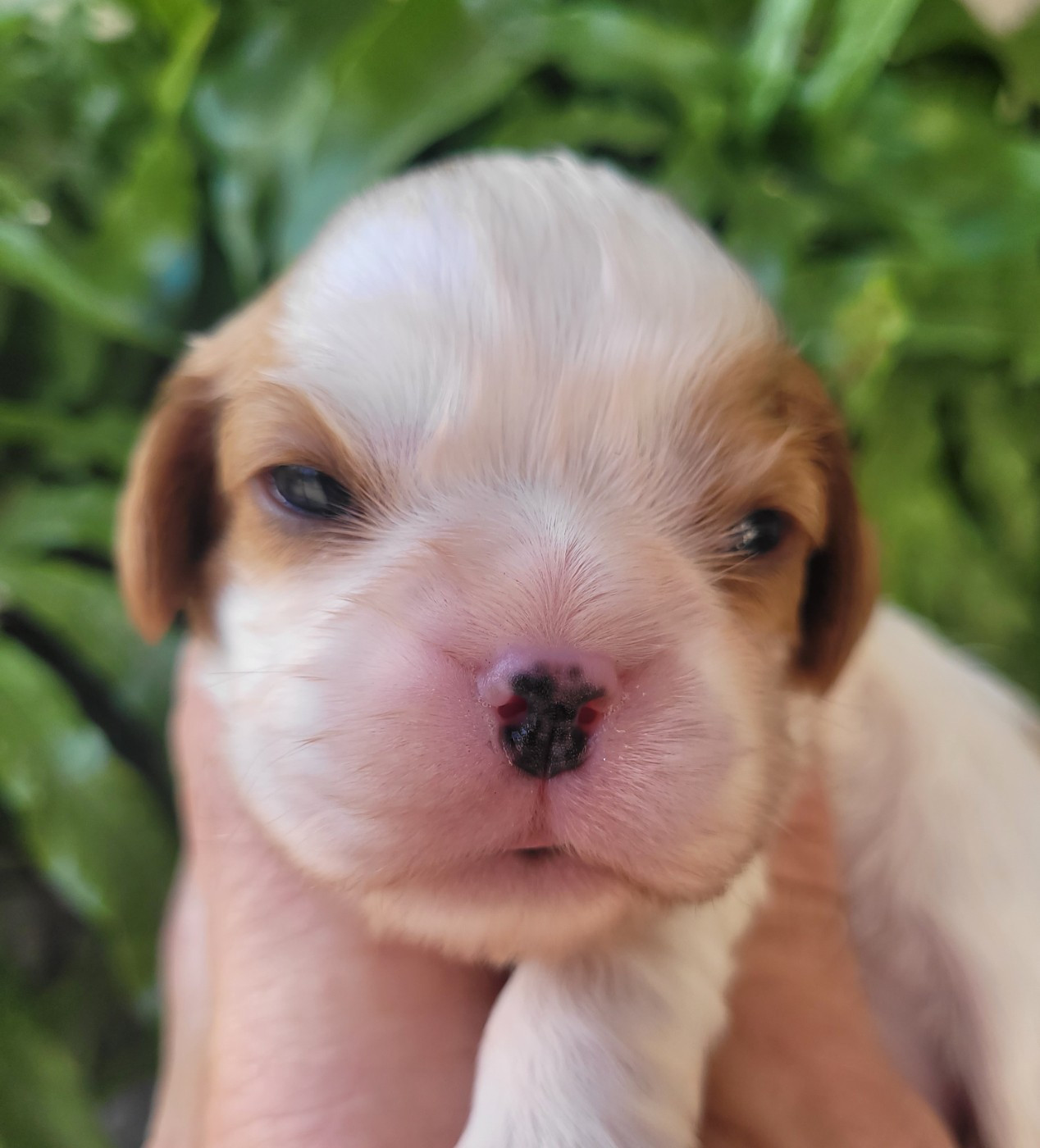 du domaine du grand saule - Chiots disponibles - Cavalier King Charles Spaniel