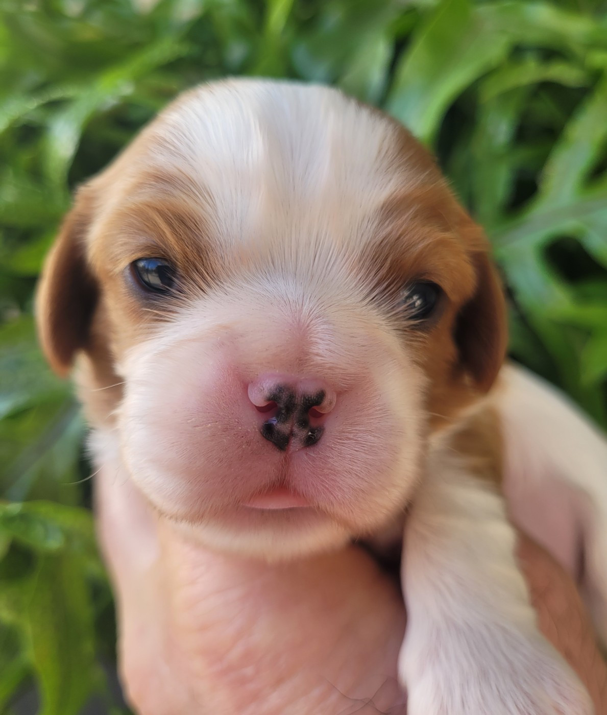 du domaine du grand saule - Chiots disponibles - Cavalier King Charles Spaniel