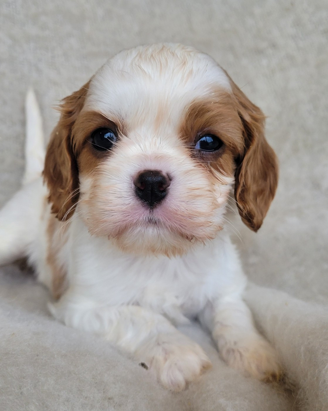 du domaine du grand saule - Chiots disponibles - Cavalier King Charles Spaniel