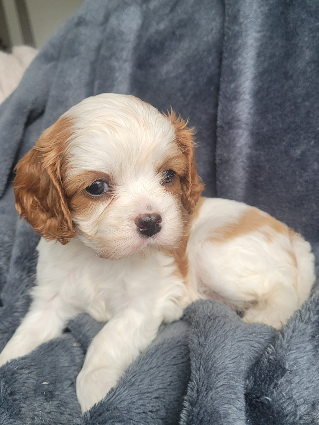 du domaine du grand saule - Chiots disponibles - Cavalier King Charles Spaniel