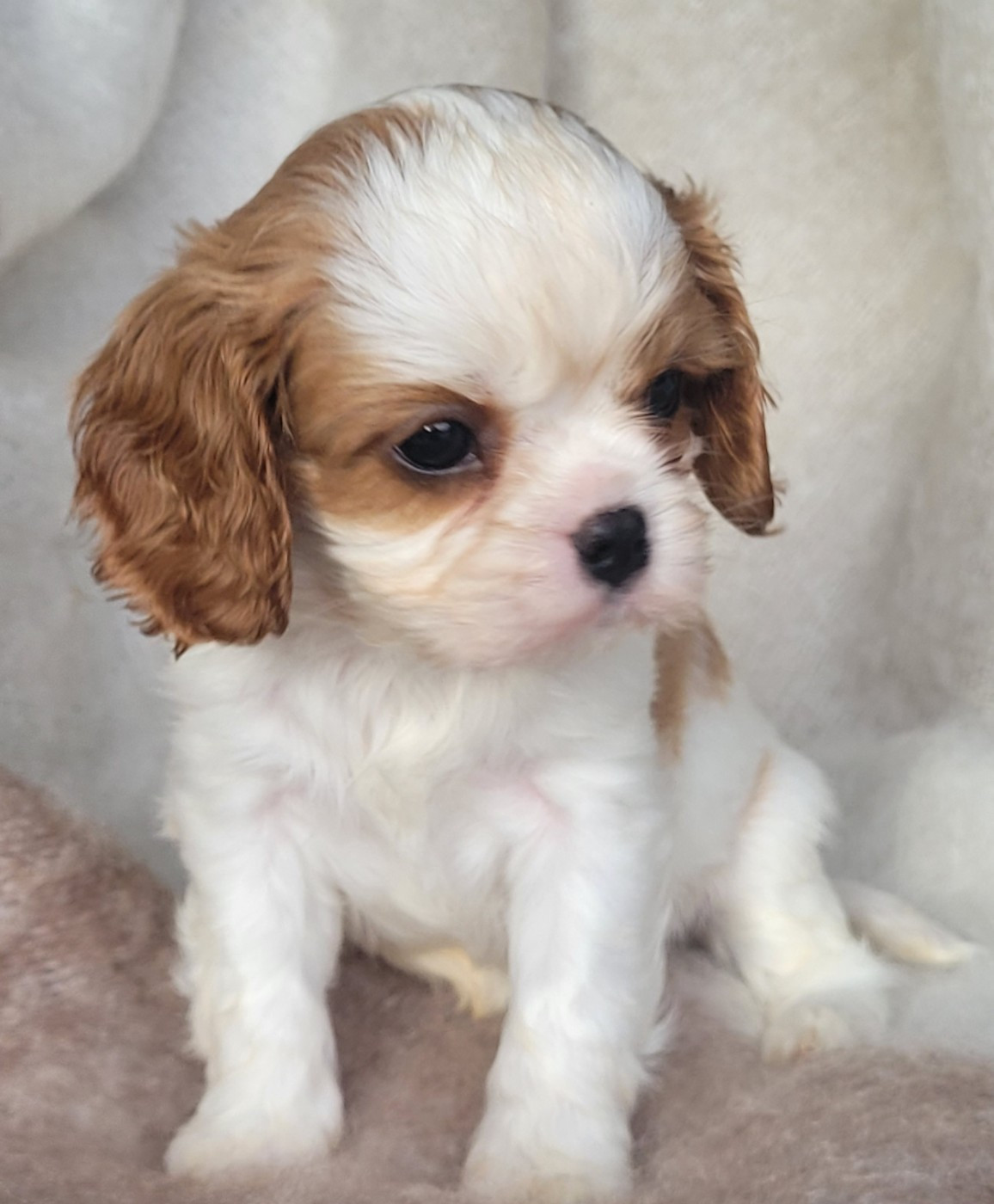 du domaine du grand saule - Chiots disponibles - Cavalier King Charles Spaniel