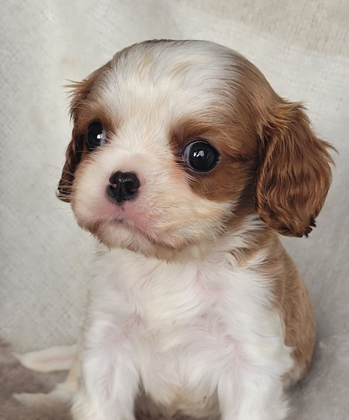 du domaine du grand saule - Chiots disponibles - Cavalier King Charles Spaniel