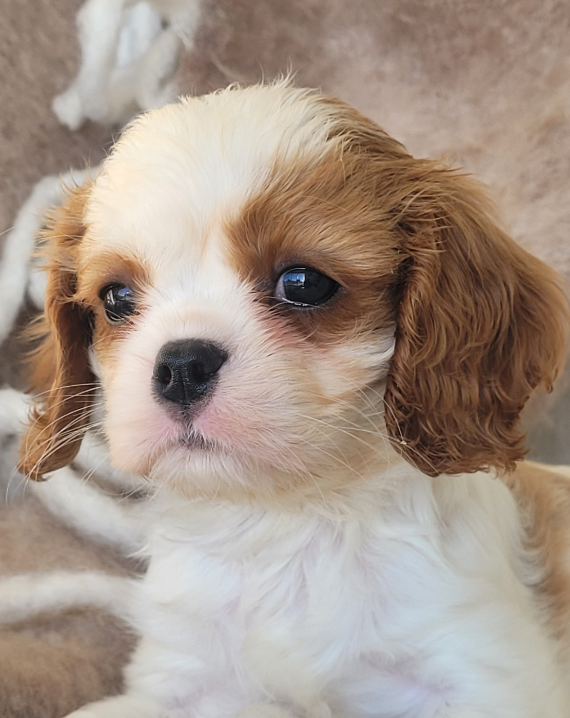 du domaine du grand saule - Chiots disponibles - Cavalier King Charles Spaniel