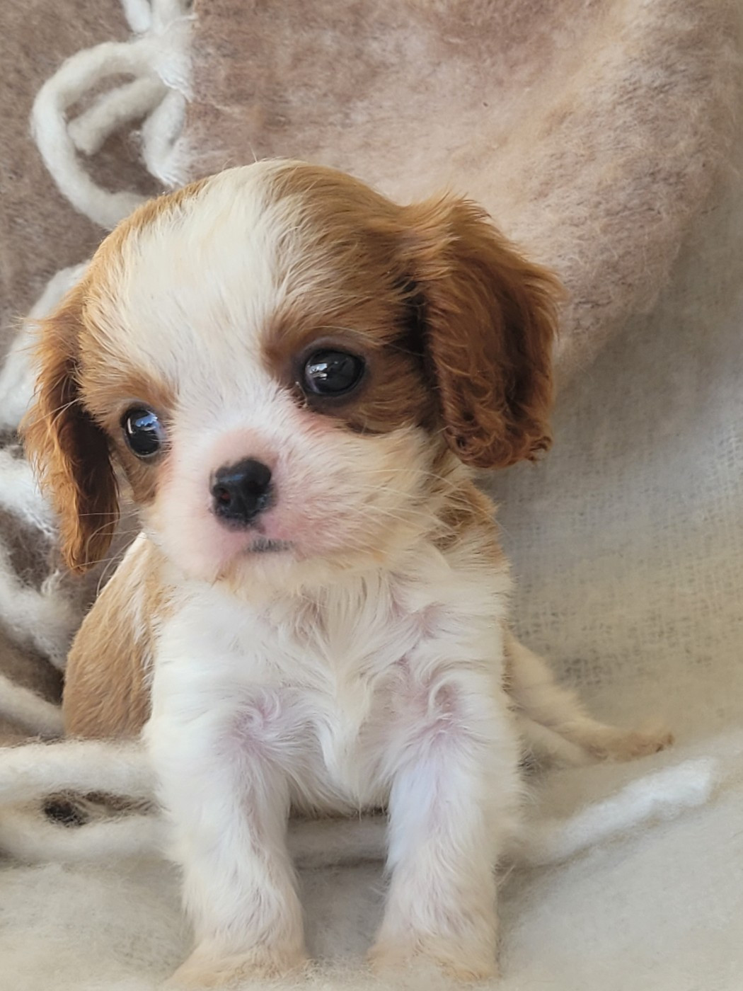 du domaine du grand saule - Chiots disponibles - Cavalier King Charles Spaniel