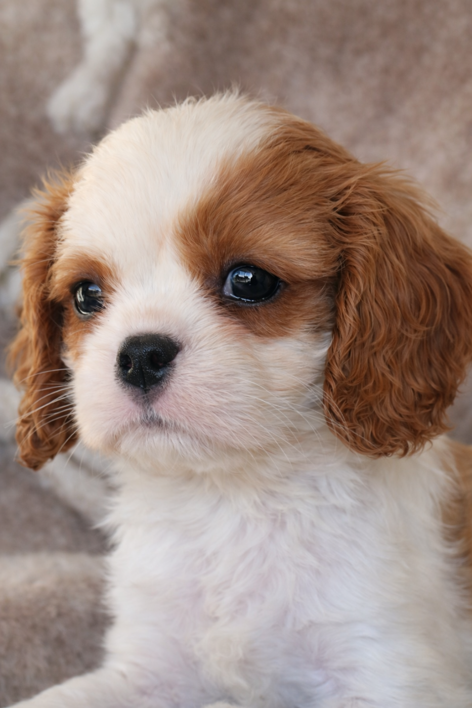 du domaine du grand saule - Chiots disponibles - Cavalier King Charles Spaniel