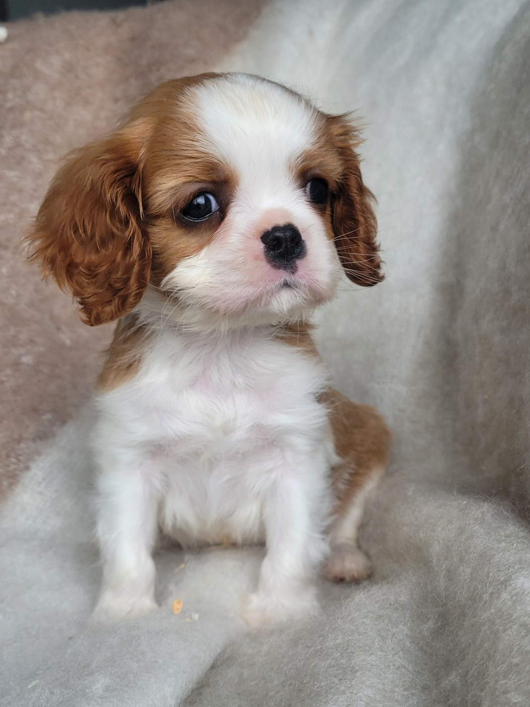 du domaine du grand saule - Chiots disponibles - Cavalier King Charles Spaniel