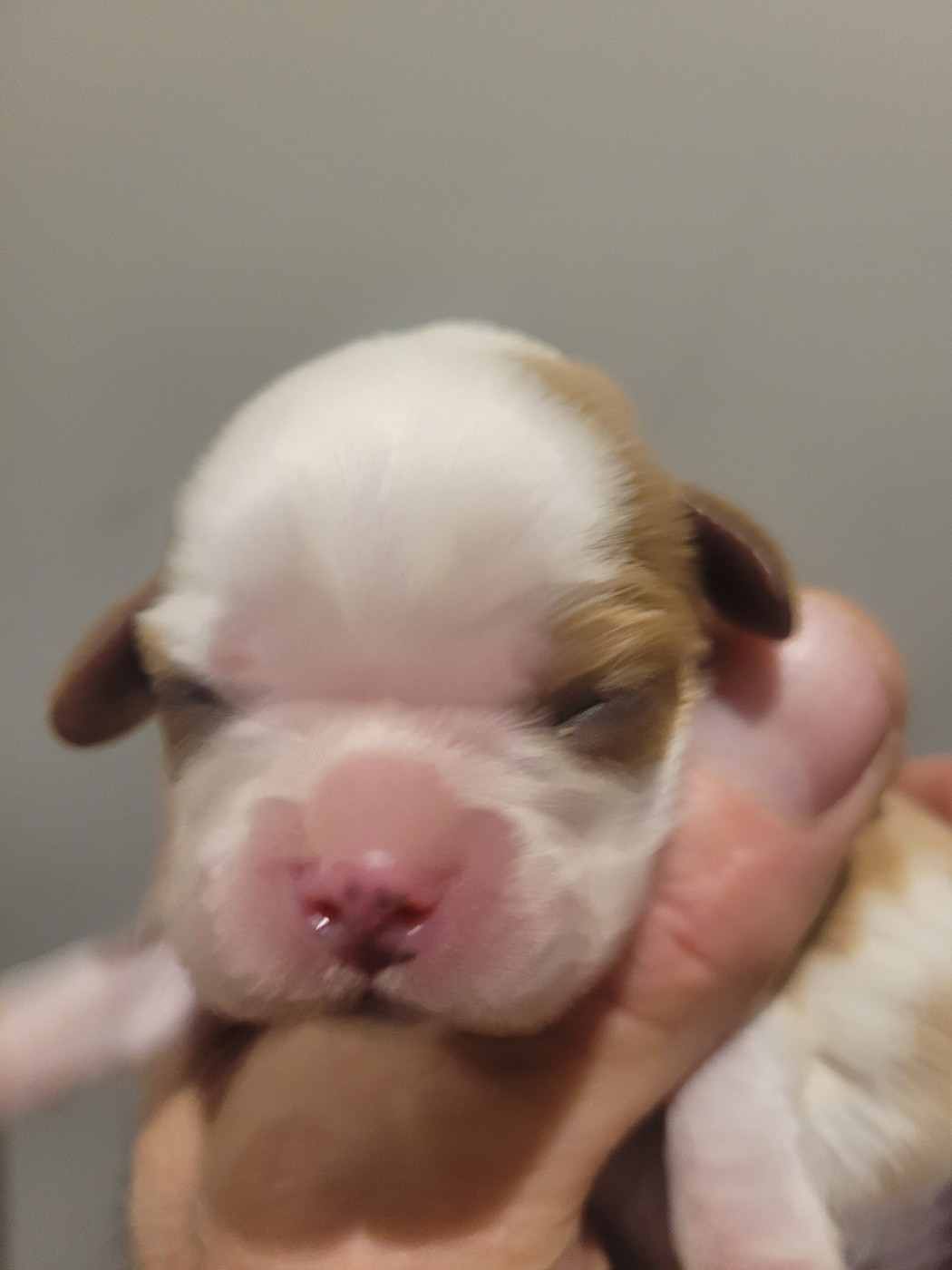 du domaine du grand saule - Chiots disponibles - Cavalier King Charles Spaniel