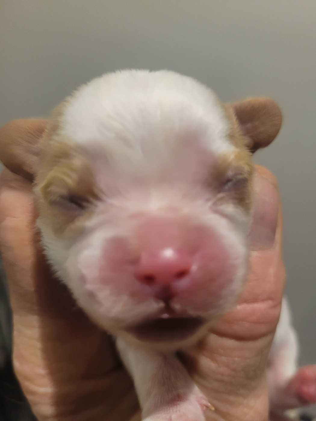 du domaine du grand saule - Chiots disponibles - Cavalier King Charles Spaniel