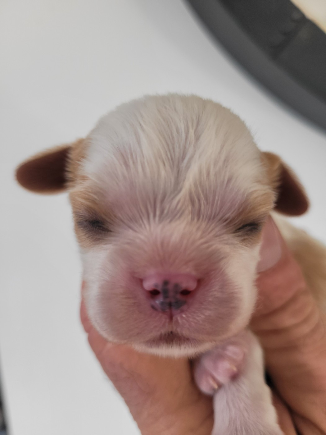 du domaine du grand saule - Chiots disponibles - Cavalier King Charles Spaniel