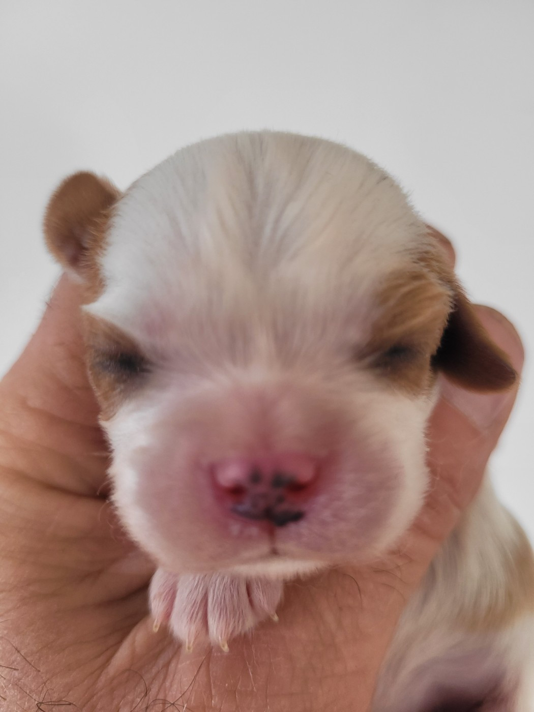 du domaine du grand saule - Chiots disponibles - Cavalier King Charles Spaniel