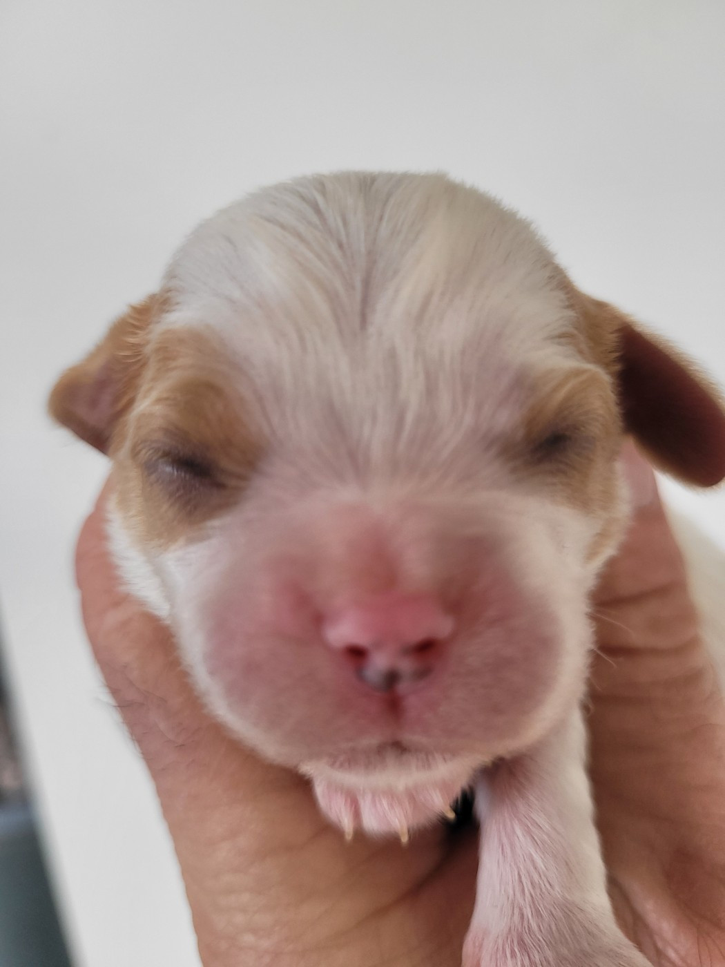 du domaine du grand saule - Chiots disponibles - Cavalier King Charles Spaniel