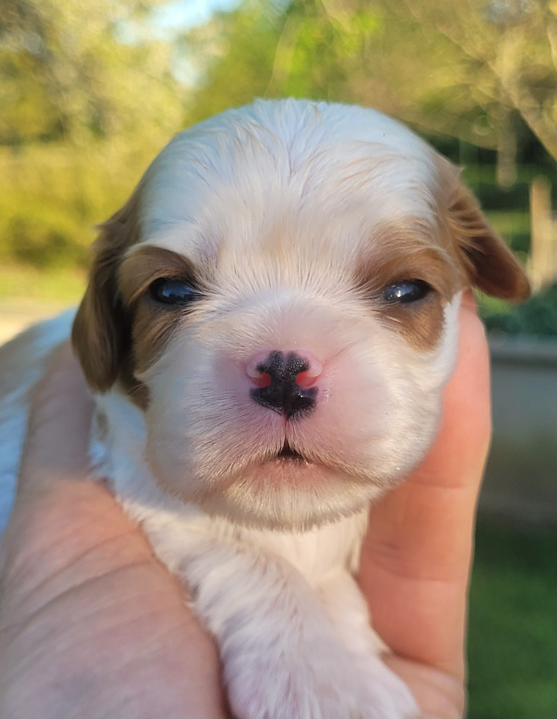 du domaine du grand saule - Chiots disponibles - Cavalier King Charles Spaniel