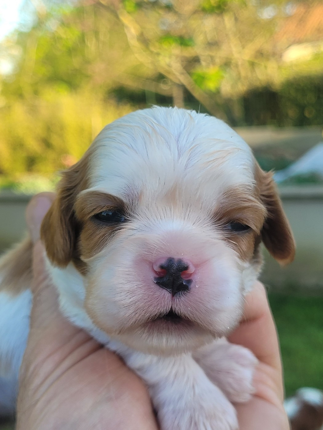 du domaine du grand saule - Chiots disponibles - Cavalier King Charles Spaniel