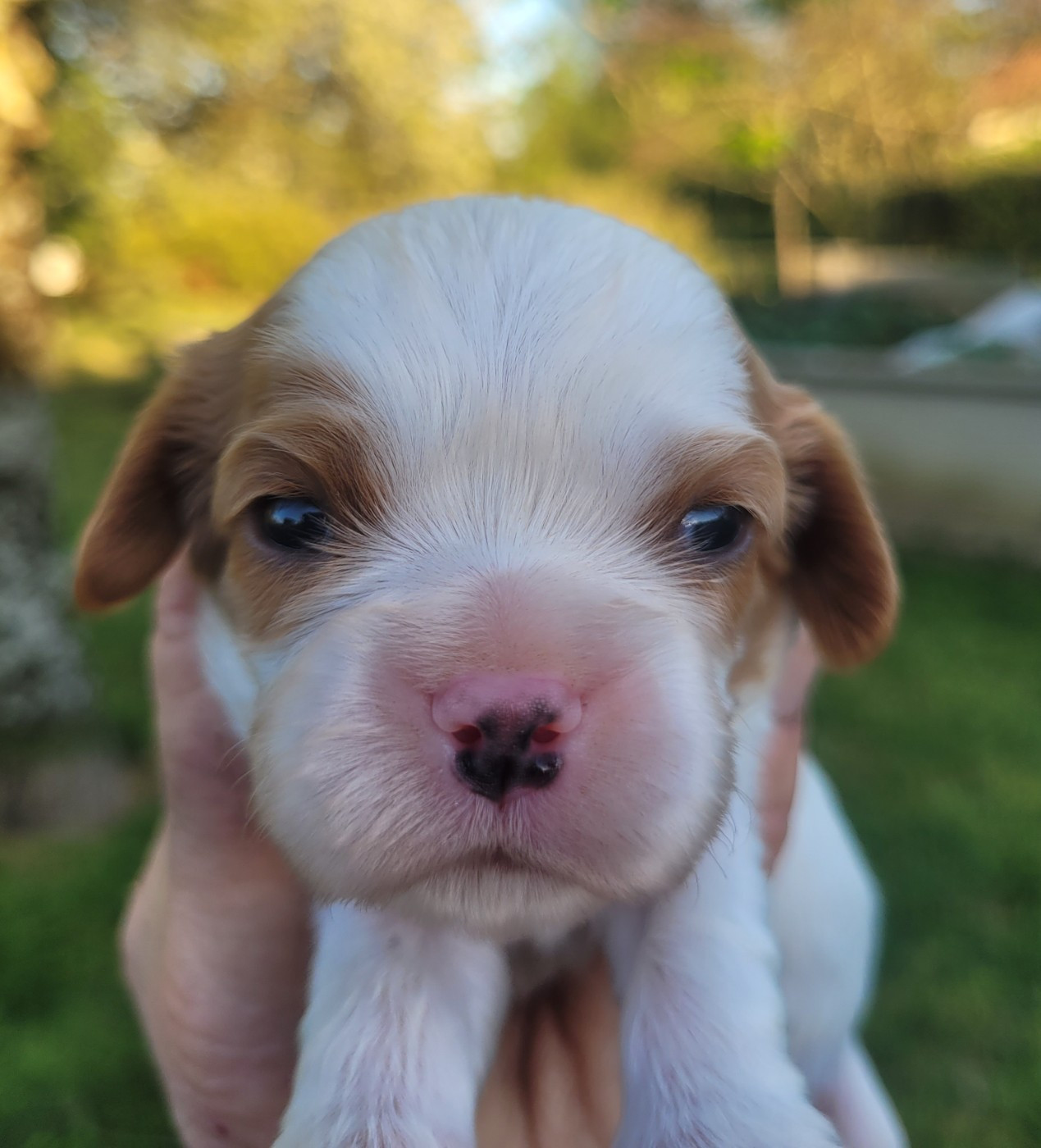 du domaine du grand saule - Chiots disponibles - Cavalier King Charles Spaniel