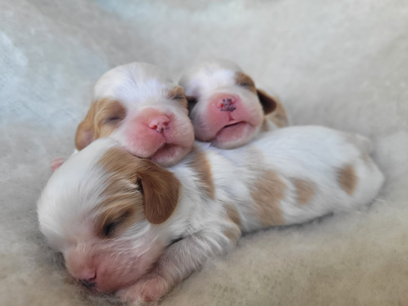 Chiot Cavalier King Charles Spaniel du domaine du grand saule
