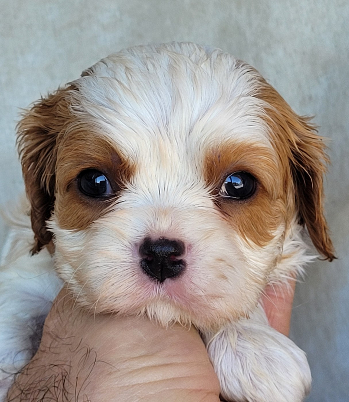 du domaine du grand saule - Chiots disponibles - Cavalier King Charles Spaniel
