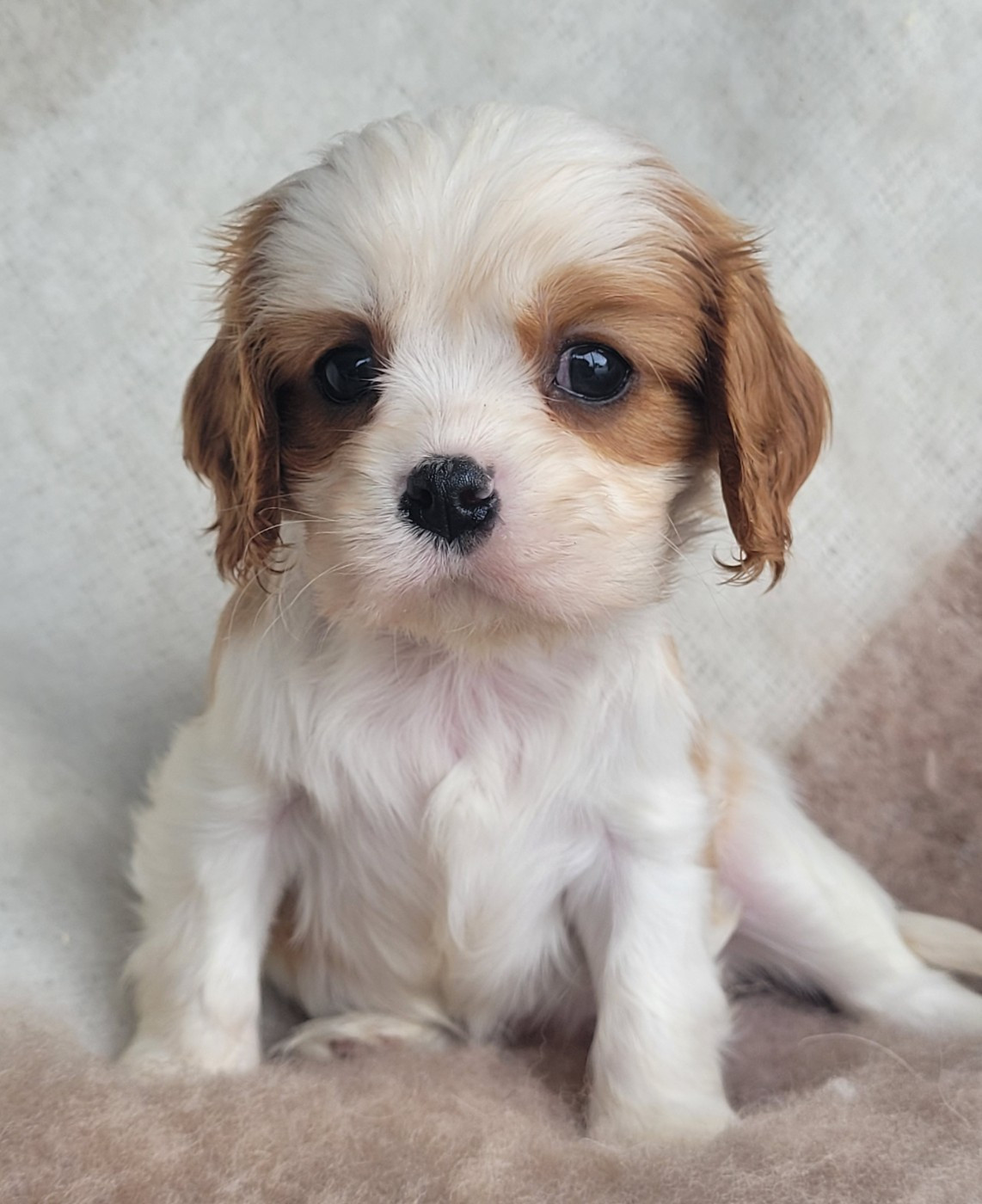 du domaine du grand saule - Chiots disponibles - Cavalier King Charles Spaniel