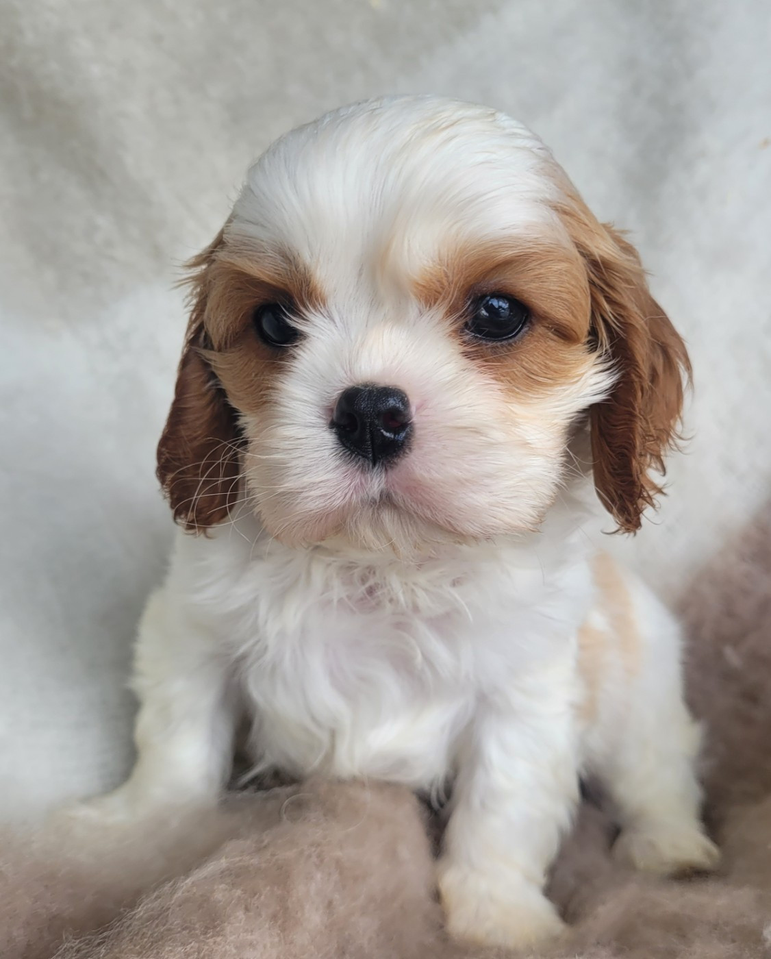 du domaine du grand saule - Chiots disponibles - Cavalier King Charles Spaniel