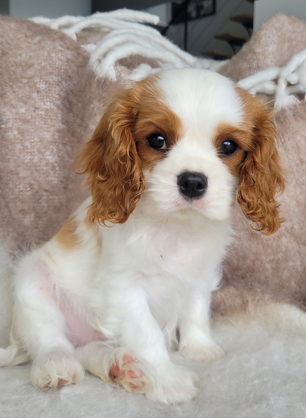 du domaine du grand saule - Chiots disponibles - Cavalier King Charles Spaniel