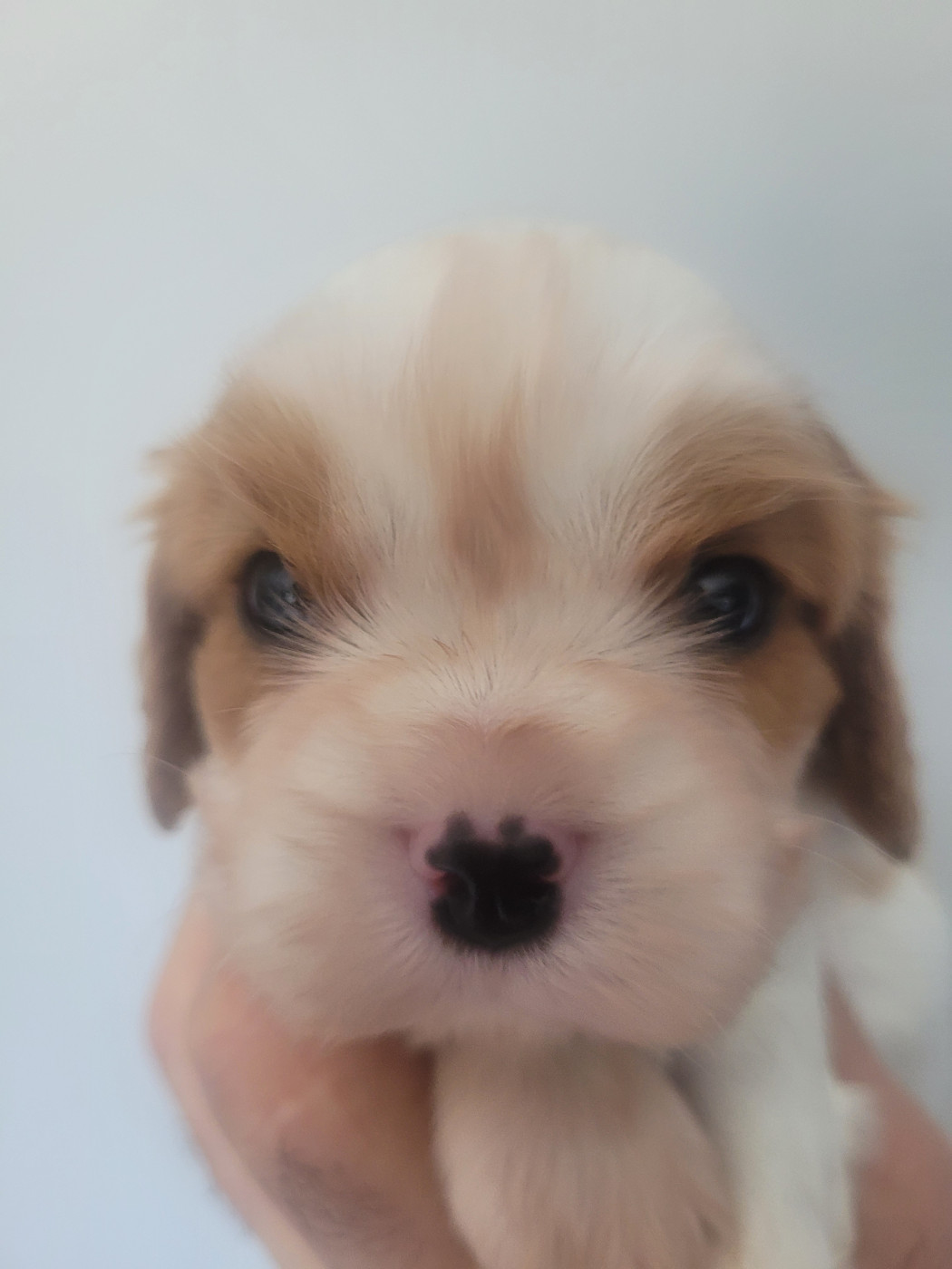 du domaine du grand saule - Chiots disponibles - Cavalier King Charles Spaniel