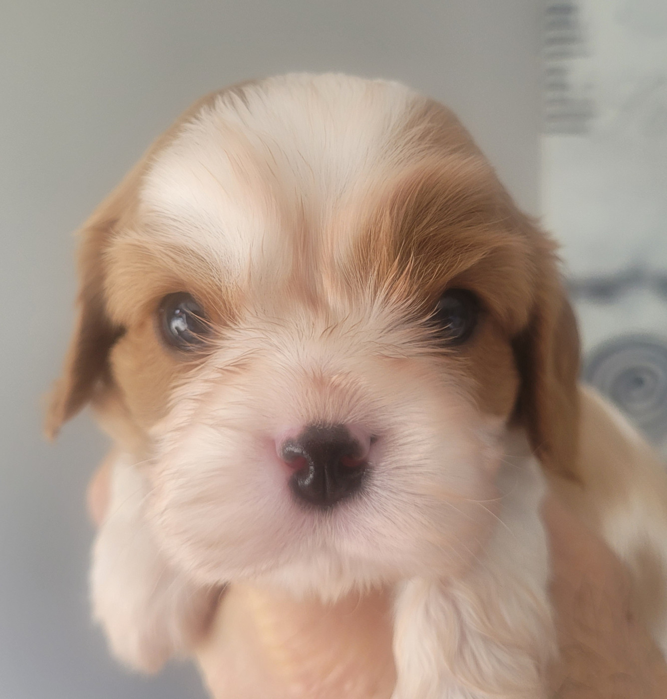 du domaine du grand saule - Chiots disponibles - Cavalier King Charles Spaniel