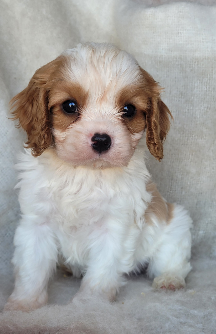 du domaine du grand saule - Chiots disponibles - Cavalier King Charles Spaniel