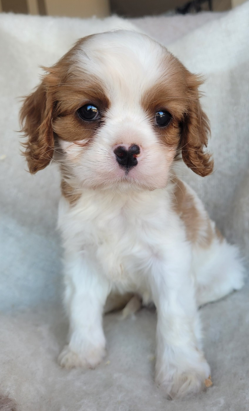 du domaine du grand saule - Chiots disponibles - Cavalier King Charles Spaniel