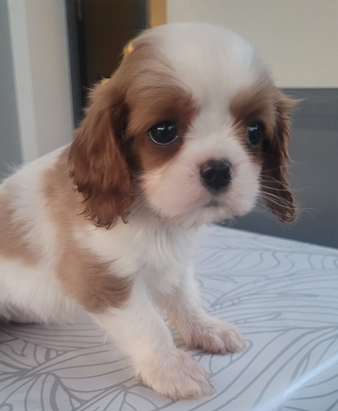 du domaine du grand saule - Chiots disponibles - Cavalier King Charles Spaniel