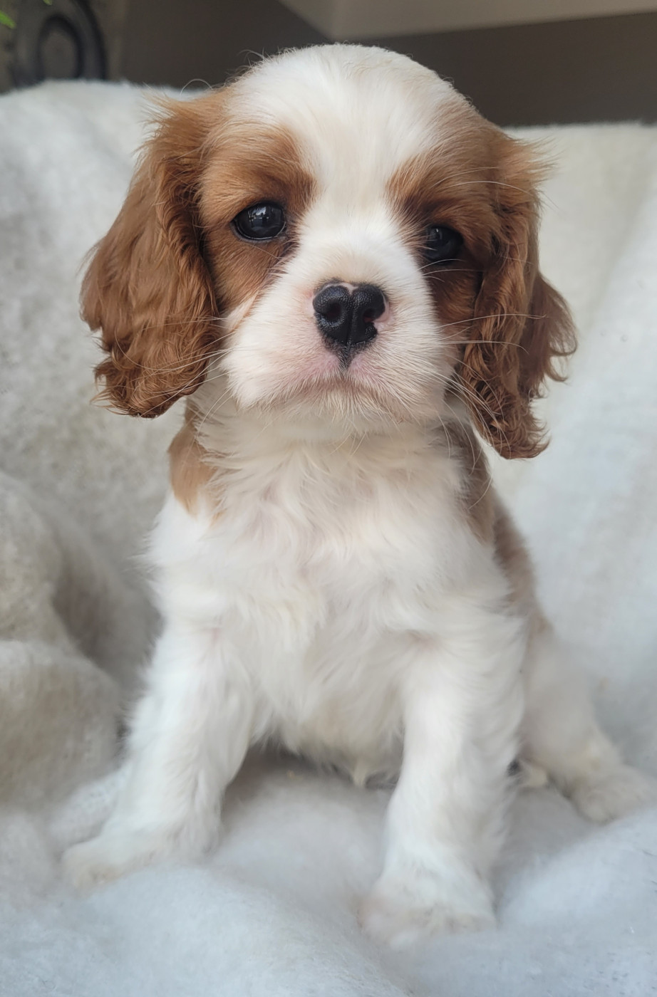 Chiot N°1
