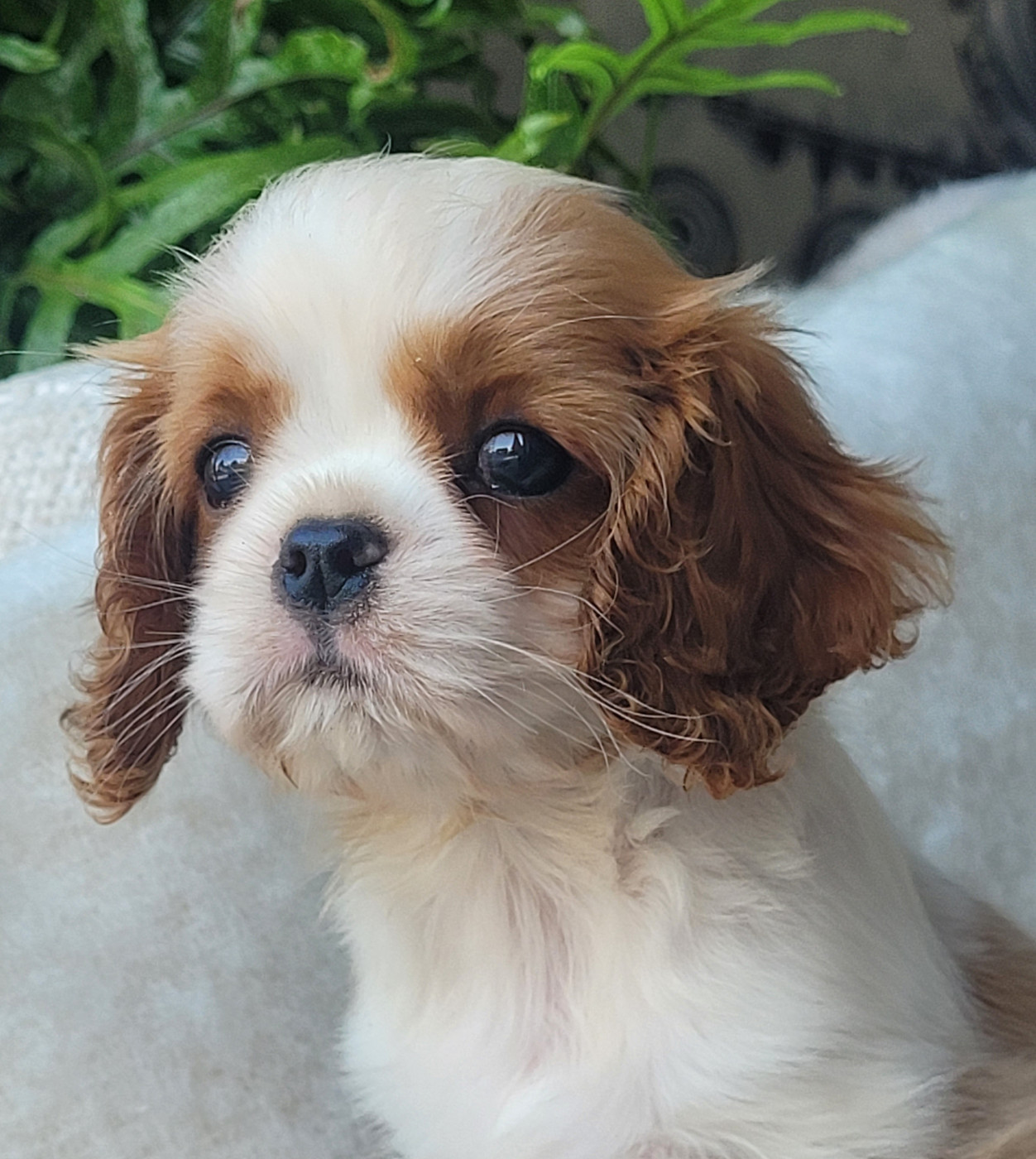 Chiot N°2