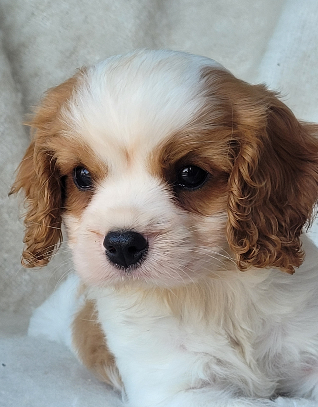 du domaine du grand saule - Chiots disponibles - Cavalier King Charles Spaniel